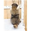 Image 5 : Crazy Raccoon Full Body Taxidermy Mount