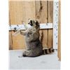 Image 6 : Crazy Raccoon Full Body Taxidermy Mount
