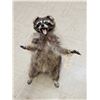 Image 7 : Crazy Raccoon Full Body Taxidermy Mount