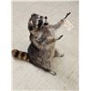 Image 8 : Crazy Raccoon Full Body Taxidermy Mount