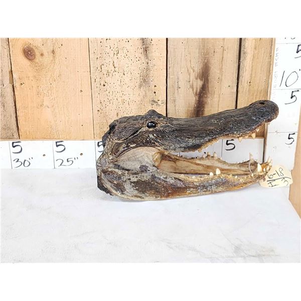 XL Alligator Head Taxidermy