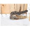 Image 1 : XL Alligator Head Taxidermy