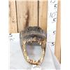 Image 2 : XL Alligator Head Taxidermy