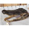 Image 3 : XL Alligator Head Taxidermy