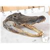 Image 4 : XL Alligator Head Taxidermy