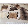 Image 3 : Sheep , Goat , & Deer Soft Tanned Skins Taxidermy
