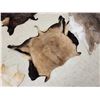 Image 7 : Sheep , Goat , & Deer Soft Tanned Skins Taxidermy