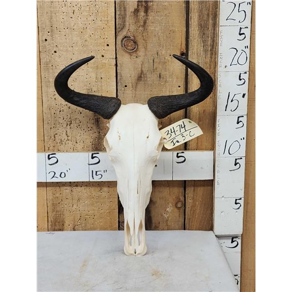 Juvenile African Blue Wildebeest Skull Taxidermy