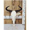 Image 1 : Juvenile African Blue Wildebeest Skull Taxidermy