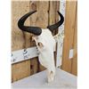 Image 2 : Juvenile African Blue Wildebeest Skull Taxidermy