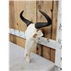 Image 3 : Juvenile African Blue Wildebeest Skull Taxidermy