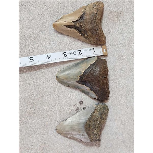3 Fossilized Megalodon Shark Teeth