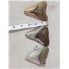 Image 1 : 3 Fossilized Megalodon Shark Teeth