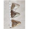 Image 2 : 3 Fossilized Megalodon Shark Teeth