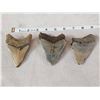 Image 3 : 3 Fossilized Megalodon Shark Teeth