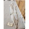 Image 2 : Blue Ranch Fox Soft Tanned Fur Taxidermy