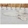 Image 3 : Blue Ranch Fox Soft Tanned Fur Taxidermy