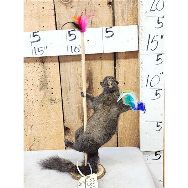 Squirrel On A Stripper Pole Taxidermy