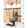 Image 1 : Squirrel On A Stripper Pole Taxidermy