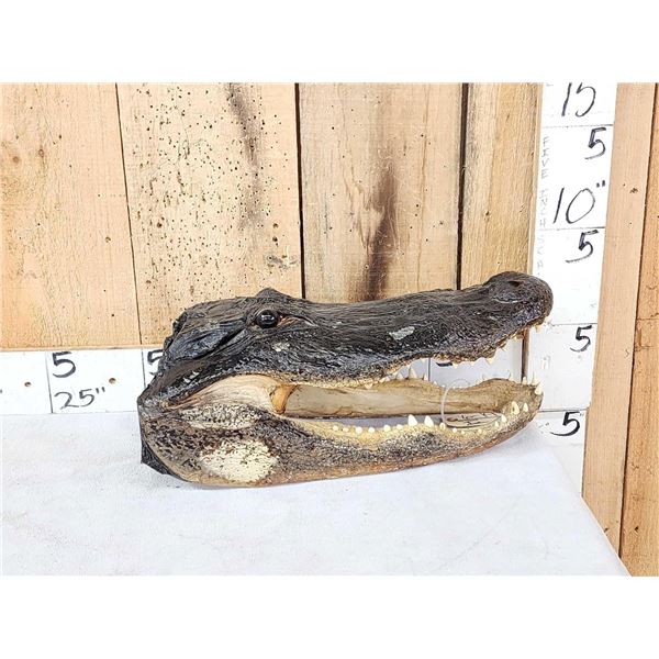 XL Alligator Head Taxidermy