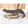 Image 3 : XL Alligator Head Taxidermy