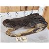 Image 4 : XL Alligator Head Taxidermy