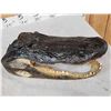 Image 5 : XL Alligator Head Taxidermy