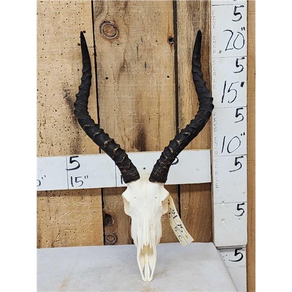 African Impala Skull Taxidermy