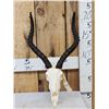 Image 1 : African Impala Skull Taxidermy