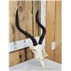 Image 2 : African Impala Skull Taxidermy