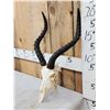 Image 3 : African Impala Skull Taxidermy