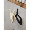 Image 4 : African Impala Skull Taxidermy