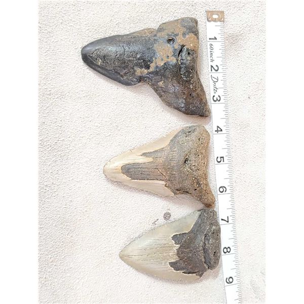 3 Fossilized Megalodon Shark Teeth