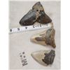 Image 2 : 3 Fossilized Megalodon Shark Teeth