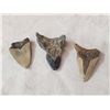 Image 3 : 3 Fossilized Megalodon Shark Teeth