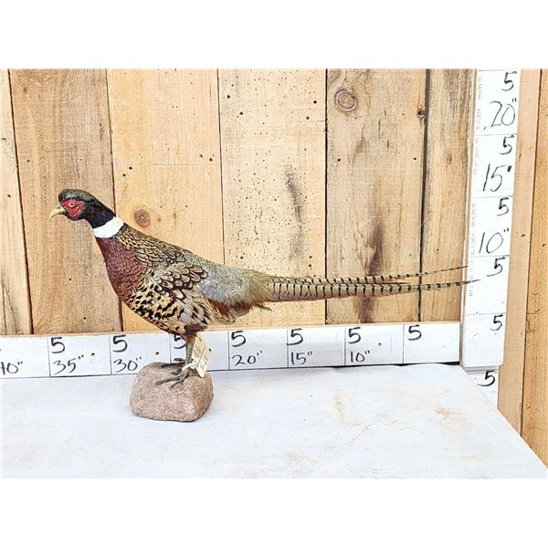 Ringneck Pheasant Full Body Bird Taxidermy