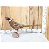 Image 1 : Ringneck Pheasant Full Body Bird Taxidermy