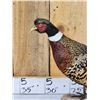 Image 2 : Ringneck Pheasant Full Body Bird Taxidermy