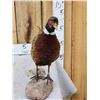 Image 3 : Ringneck Pheasant Full Body Bird Taxidermy