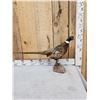 Image 4 : Ringneck Pheasant Full Body Bird Taxidermy