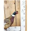 Image 5 : Ringneck Pheasant Full Body Bird Taxidermy
