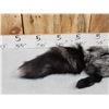 Image 2 : Silver Ranch Fox Soft Tanned Fur Taxidermy