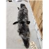 Image 3 : Silver Ranch Fox Soft Tanned Fur Taxidermy
