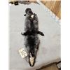 Image 4 : Silver Ranch Fox Soft Tanned Fur Taxidermy