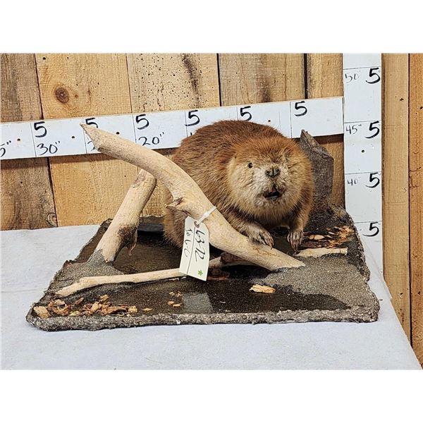 Juvenile Beaver Full Body Taxidermy Mount