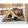 Image 1 : Juvenile Beaver Full Body Taxidermy Mount