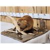 Image 2 : Juvenile Beaver Full Body Taxidermy Mount