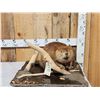 Image 3 : Juvenile Beaver Full Body Taxidermy Mount
