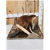 Image 4 : Juvenile Beaver Full Body Taxidermy Mount