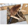 Image 5 : Juvenile Beaver Full Body Taxidermy Mount